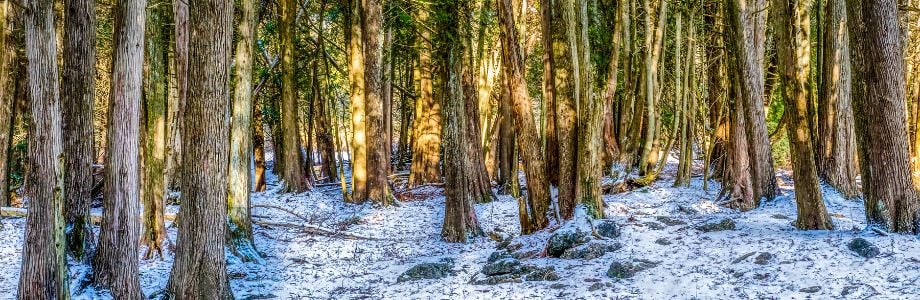 920x300 Winter woodland.jpg