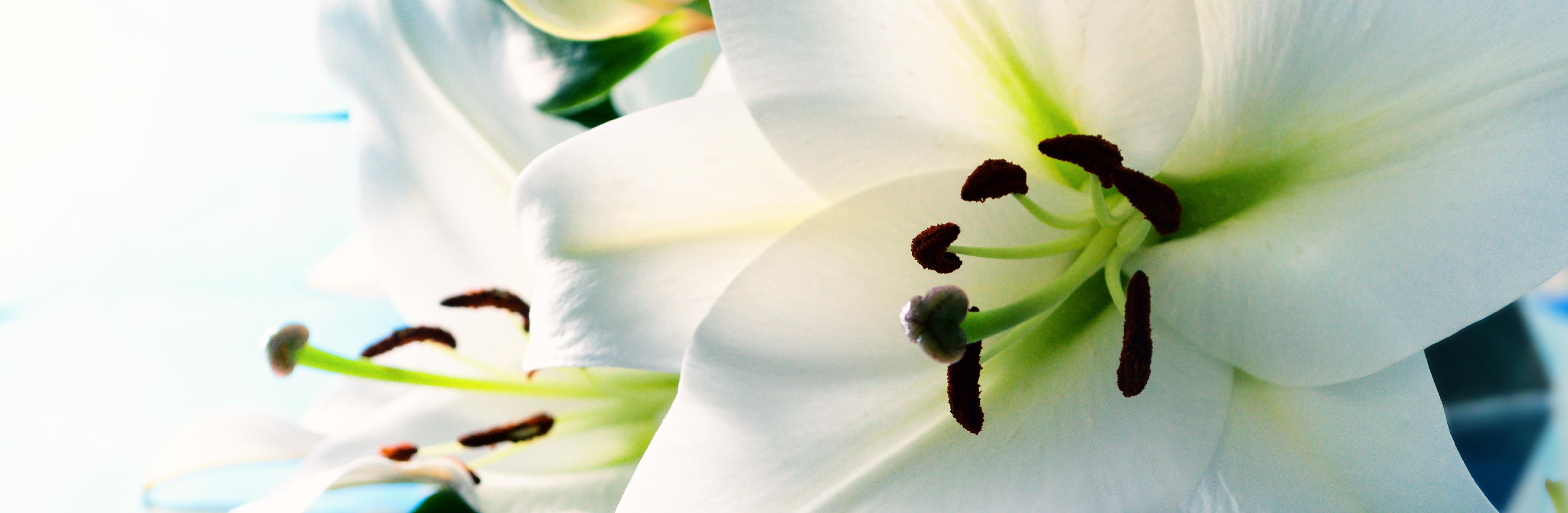 White lillies